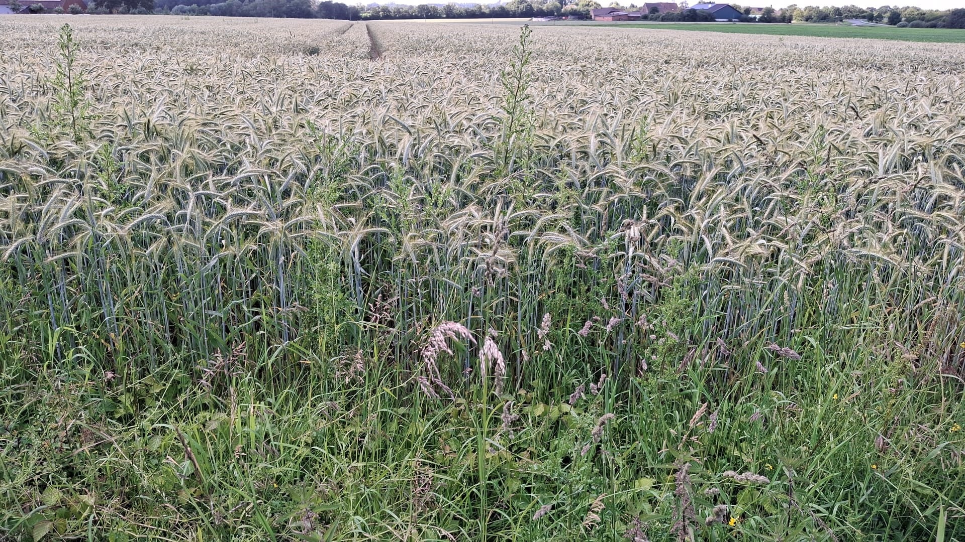 landwirtschaftliche Ackerfläche in Beckum zu verkaufen