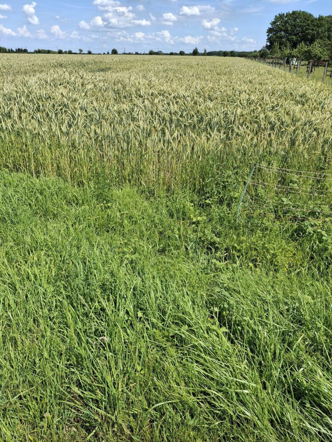 landwirtschaftliche Ackerfläche in Beckum zu verkaufen